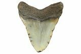 Fossil Megalodon Tooth - North Carolina #298966-1